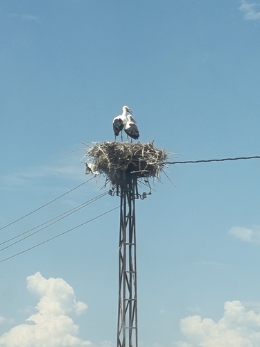White Stork