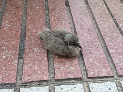 Eurasian Collared-Dove