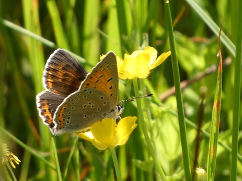 Purple-edged Copper