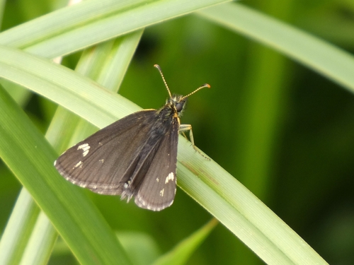 Large Chequered Skipper