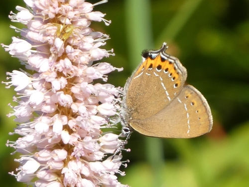 Black Hairstreak
