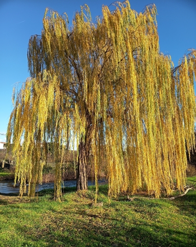 weeping willow