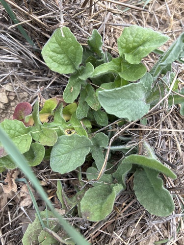 iNaturalist observation photo of Maltese star-thistle