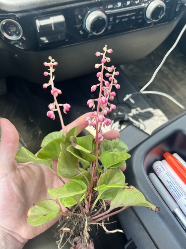 bog wintergreen