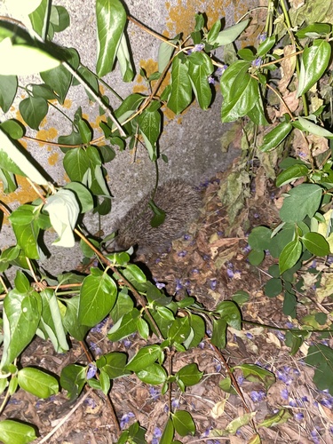 Common Hedgehog