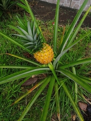 Ananas comosus image