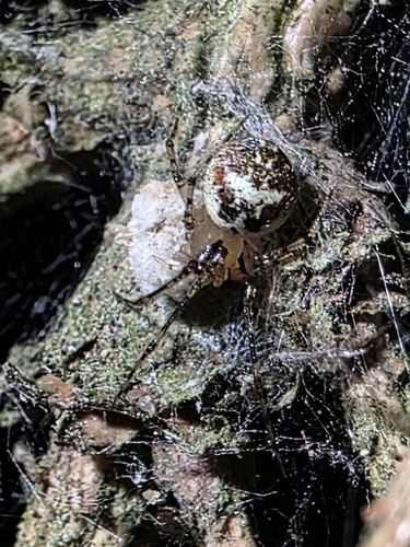 False Pirate Spider