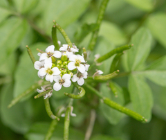 watercress