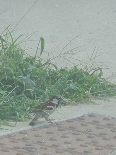 House Sparrow