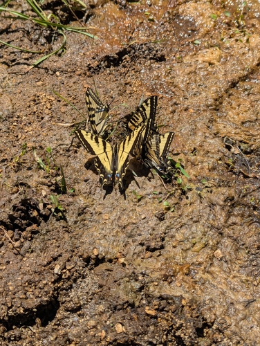 iNaturalist observation photo of Common Swallowtails