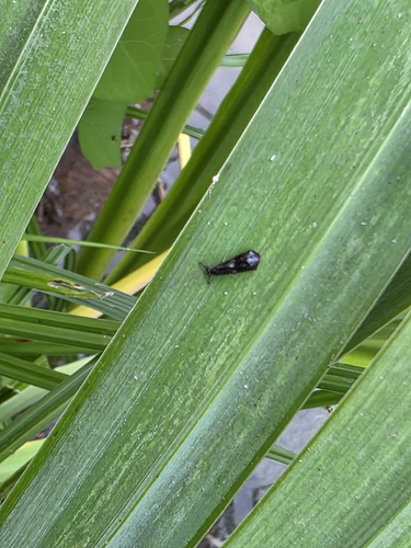 Mystacides azureus