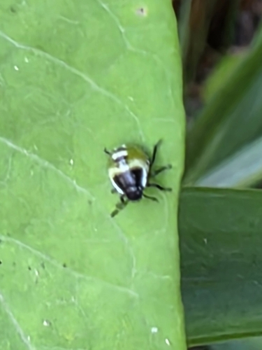 Green Shield Bug