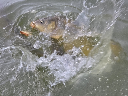 European Carp