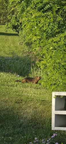 Groundhog