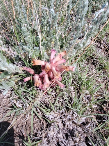 clustered broomrape