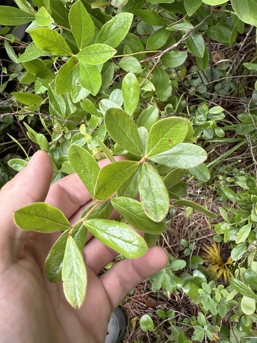 Gaylussacia orocola