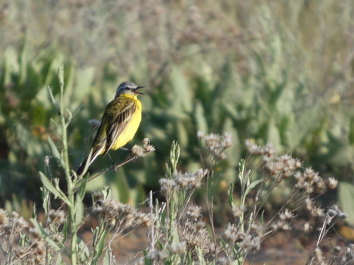 Western Yellow Wagtail