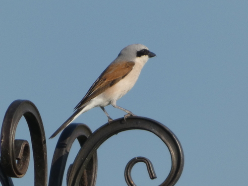 Red-backed Shrike