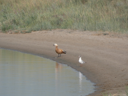 Ruddy Shelduck