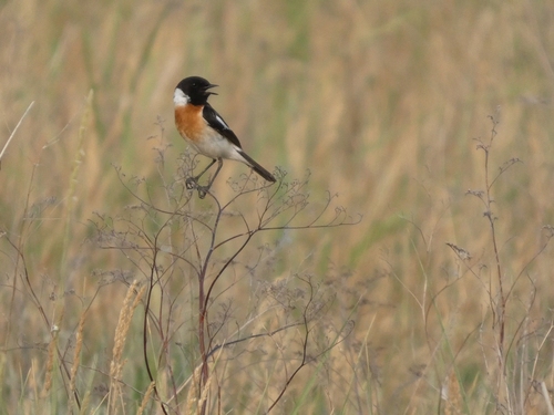 Siberian Stonechat