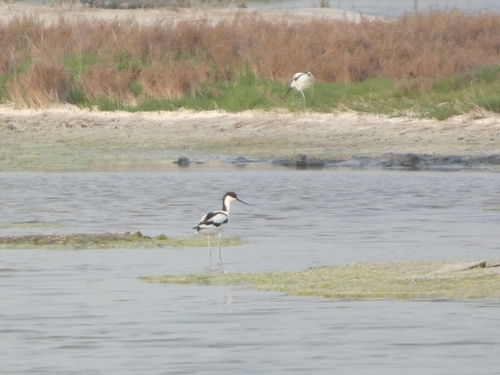 Pied Avocet
