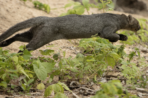 Jaguarundi