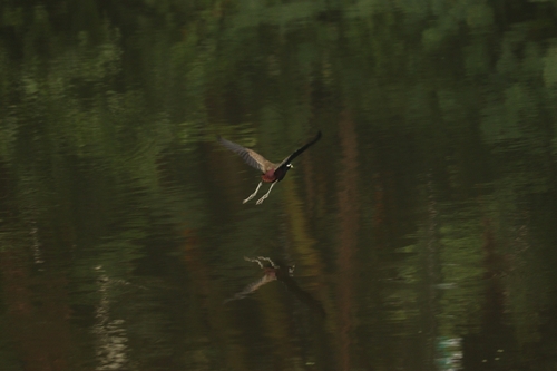Bronze-winged Jacana