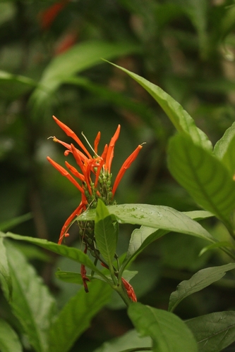Mexican Honeysuckle