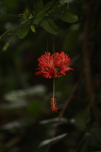 Spider Hibiscus