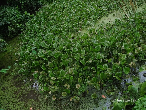 common water hyacinth