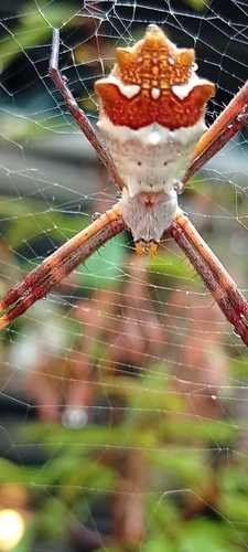 Silver Garden Orbweaver