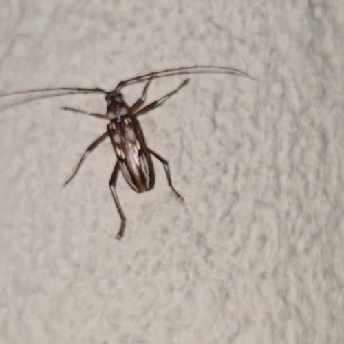 Coeleburia decemmaculata