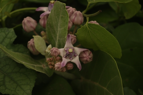 crown flower
