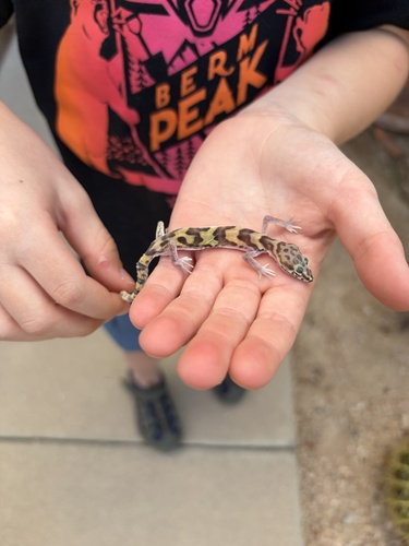 Western Banded Gecko
