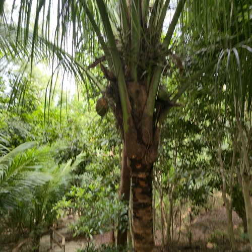 coconut palm