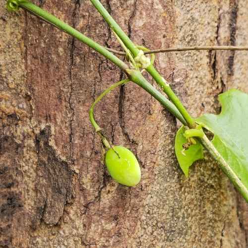 Passiflora suberosa suberosa