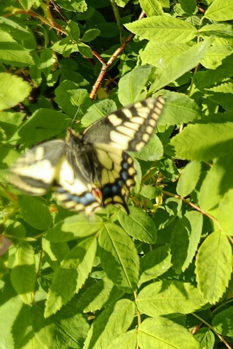 Alaskan Old World Swallowtail