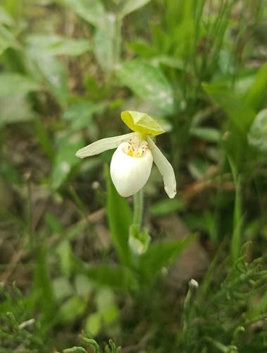 Sparrow's-egg Lady's Slipper
