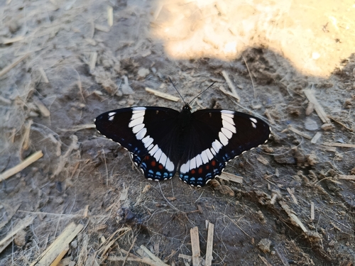 Western White Admiral