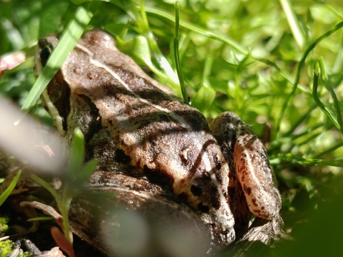 Wood Frog