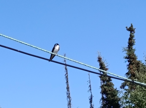 Tree Swallow