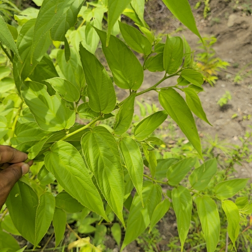 Nettletree