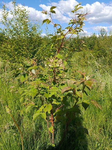 red raspberry