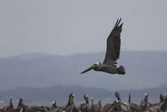California Brown Pelican