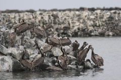California Brown Pelican