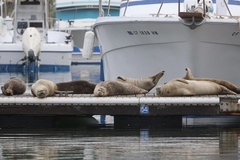 Pacific Harbor Seal