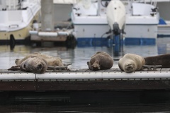 Pacific Harbor Seal