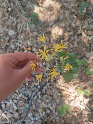 iNaturalist observation photo of goldenstar