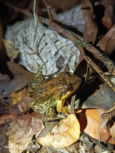 Sabinal Frog