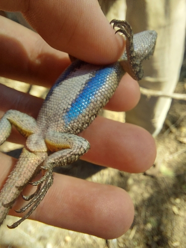 iNaturalist observation photo of Western Fence Lizard